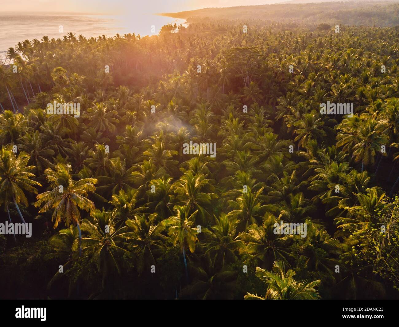 Piantagione di palme da cocco con luce calda del mattino in isola tropicale. Vista aerea con palme Foto Stock