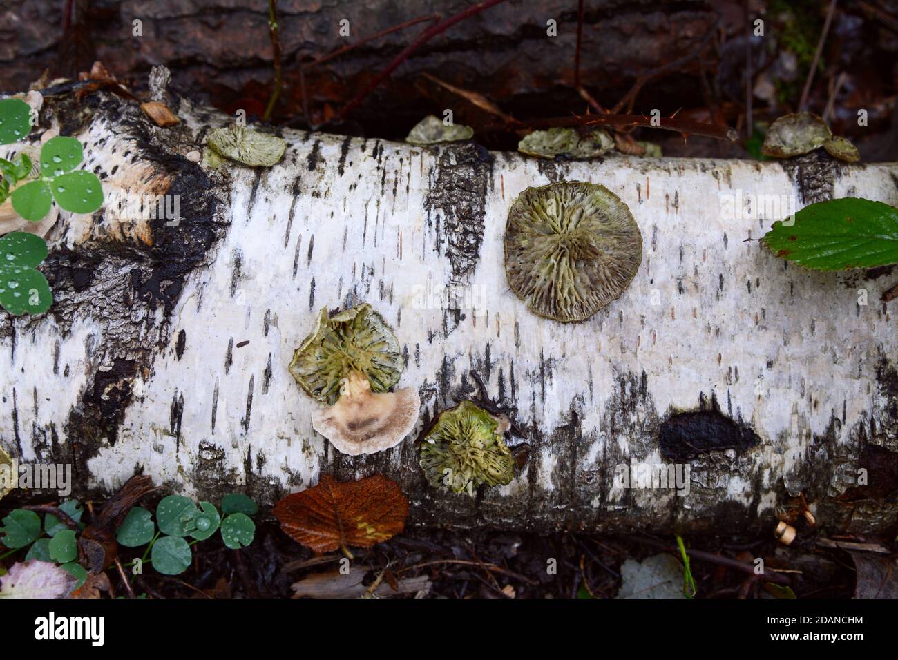 Dischi rotondi di fungo di staffa su un ceppo di betulla d'argento caduto, che rotola su un pavimento di foresta Foto Stock