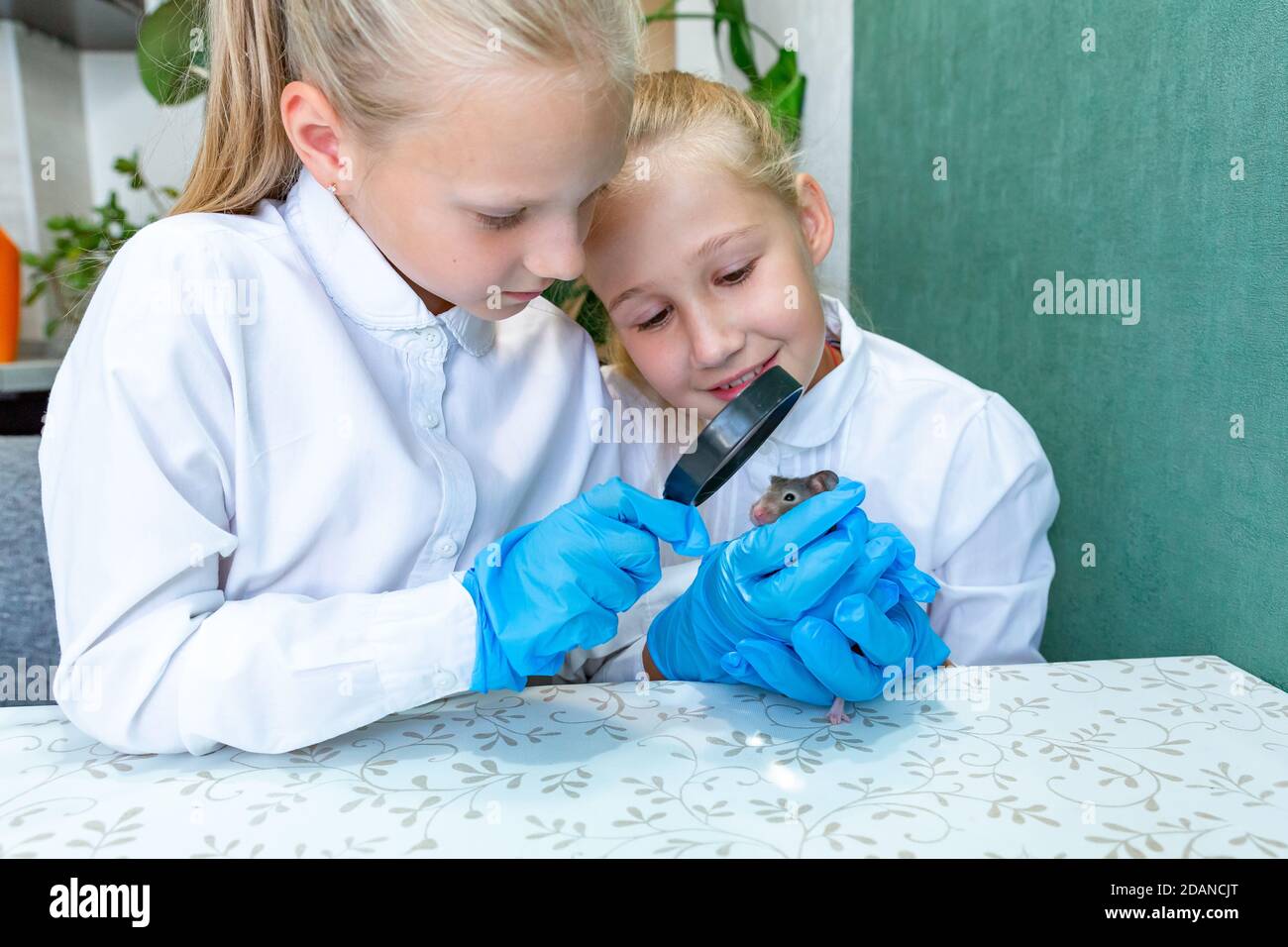 Due ragazze caucasiche bionde, 8-9 anni, indossando guanti medici blu, studiano un mouse grigio sotto una lente di ingrandimento. Documento di ricerca in biologia, zoologia Foto Stock