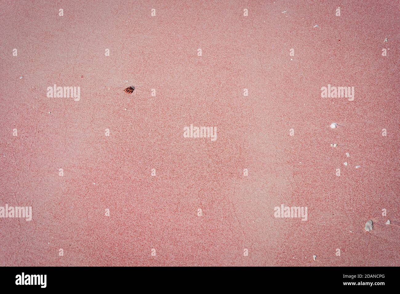 primo piano di sabbia rosa Foto Stock