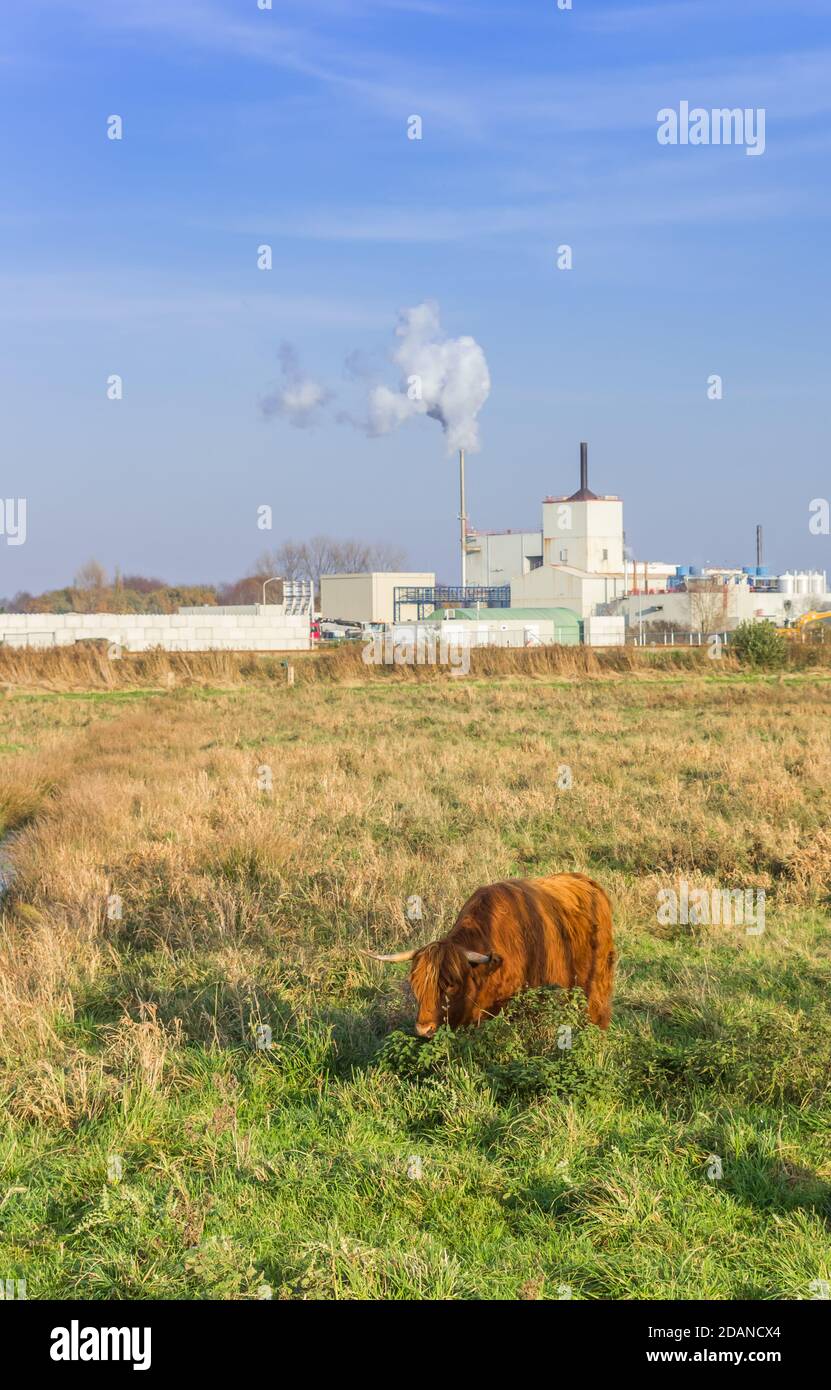 La mucca di Highland in natura conserva vicino all'industria inquinante a Groningen, Paesi Bassi Foto Stock