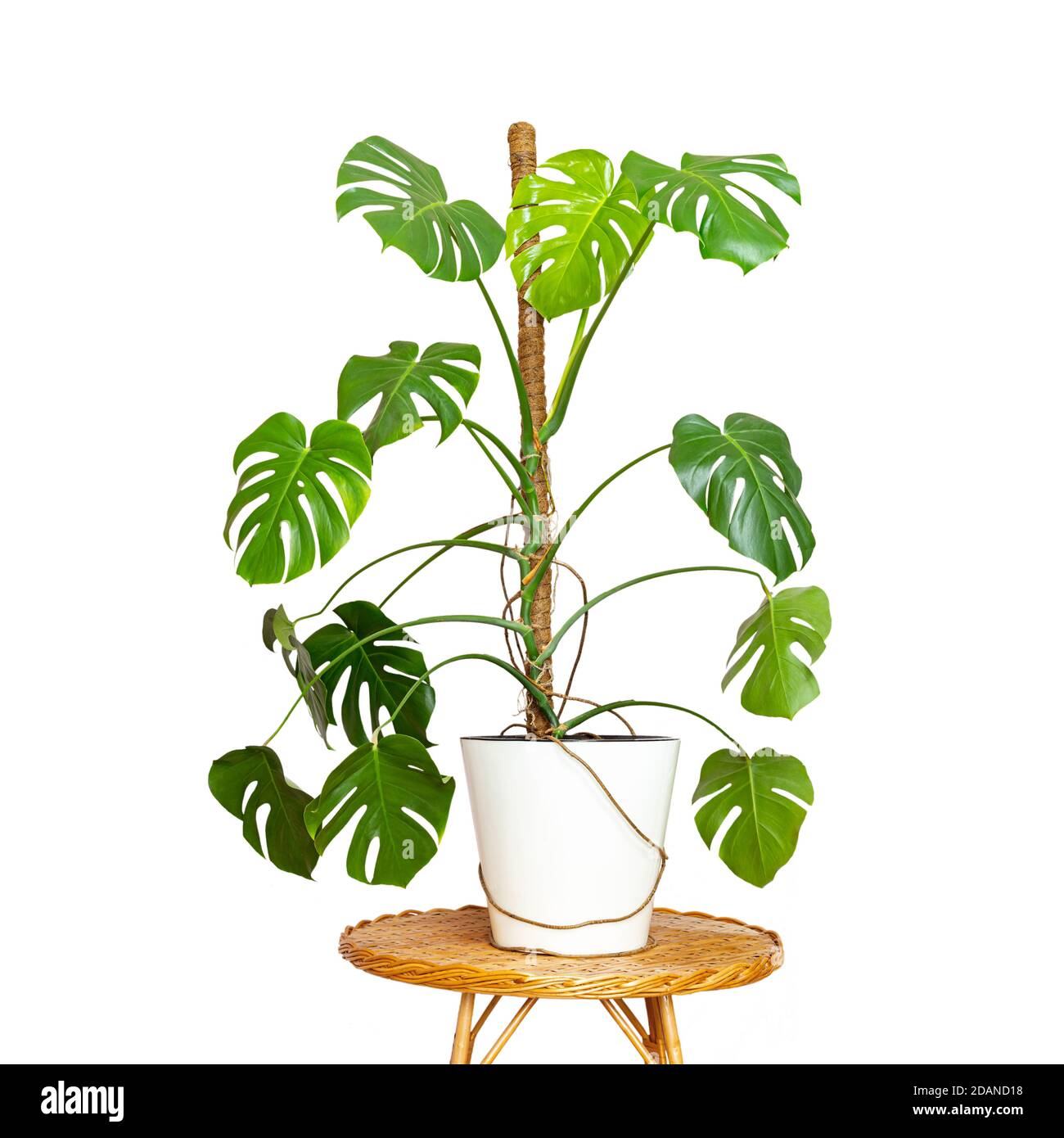 Su una tavola rotonda di vimini vicino ad una tenda rosa è un bel fiore monstera in una pentola isolata su uno sfondo bianco. Monstera deliziosa o formaggio svizzero Foto Stock