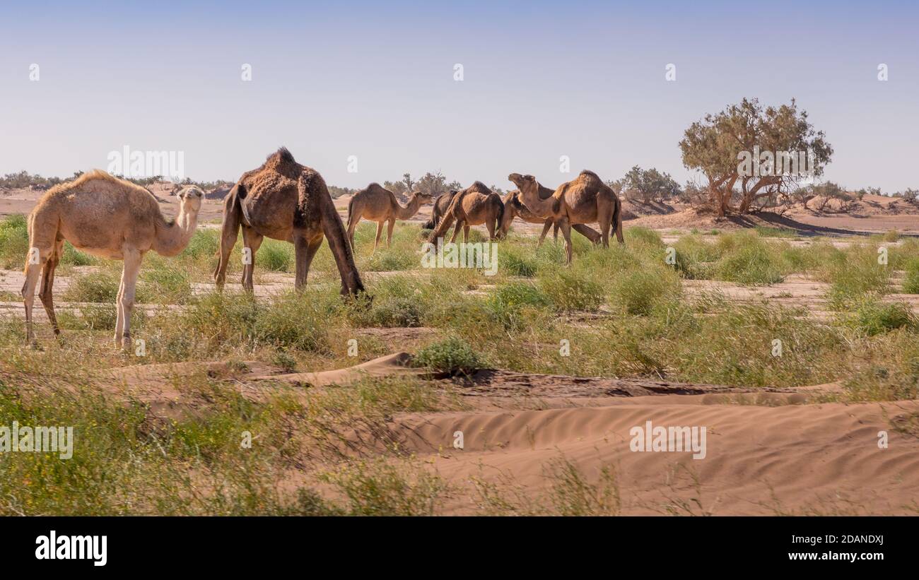 Mandria di cammelli a El Gouera, alle porte del Sahara. Marocco. Concetto di fauna selvatica Foto Stock