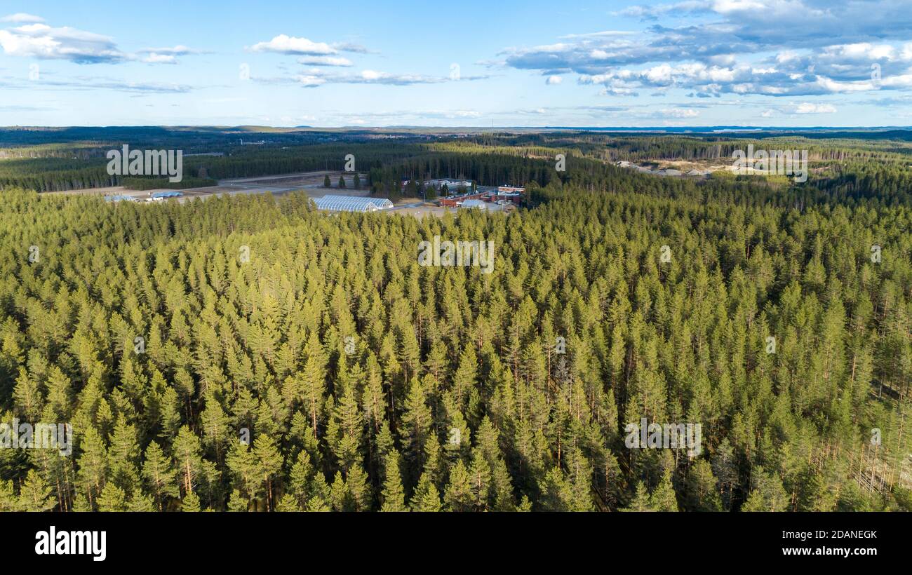 Vista aerea della foresta europea di taiga in età glaciale esker, coltivando principalmente alberi di pino ( pinus sylvestris ) e vista a distanza del vivaio di alberi , Finlandia Foto Stock