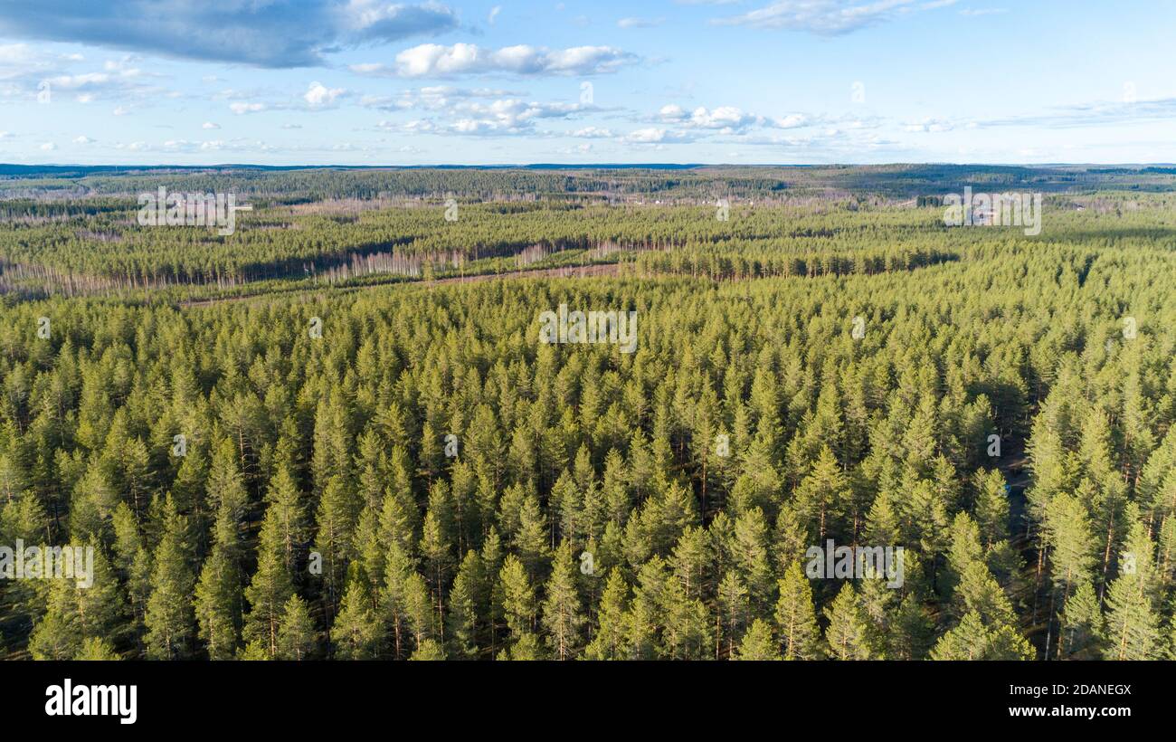 Veduta aerea della foresta di conifere europea in età glaciale esker, che cresce principalmente di pini ( pinus sylvestris ) Foto Stock
