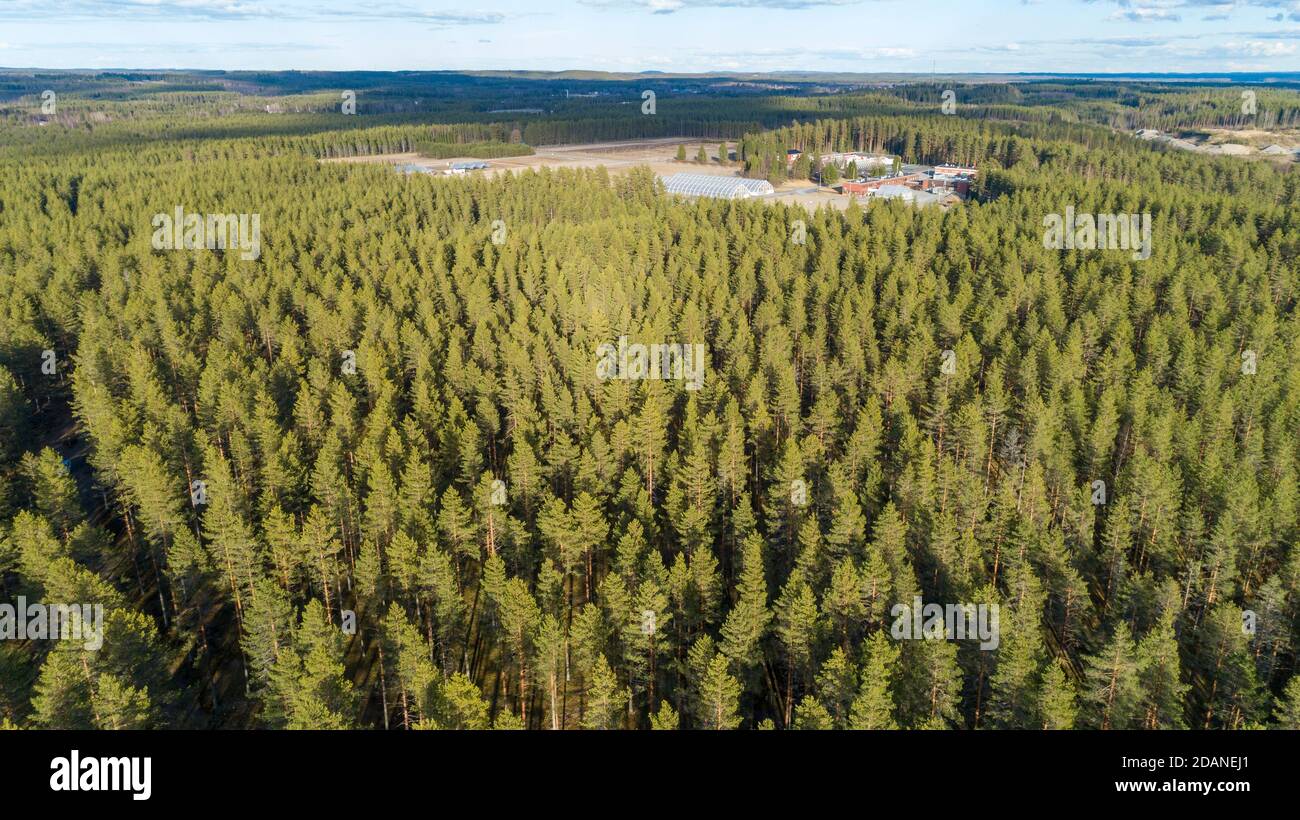 Vista aerea della foresta europea di taiga in età glaciale esker, coltivando principalmente alberi di pino ( pinus sylvestris ) e vista a distanza del vivaio di alberi , Finlandia Foto Stock