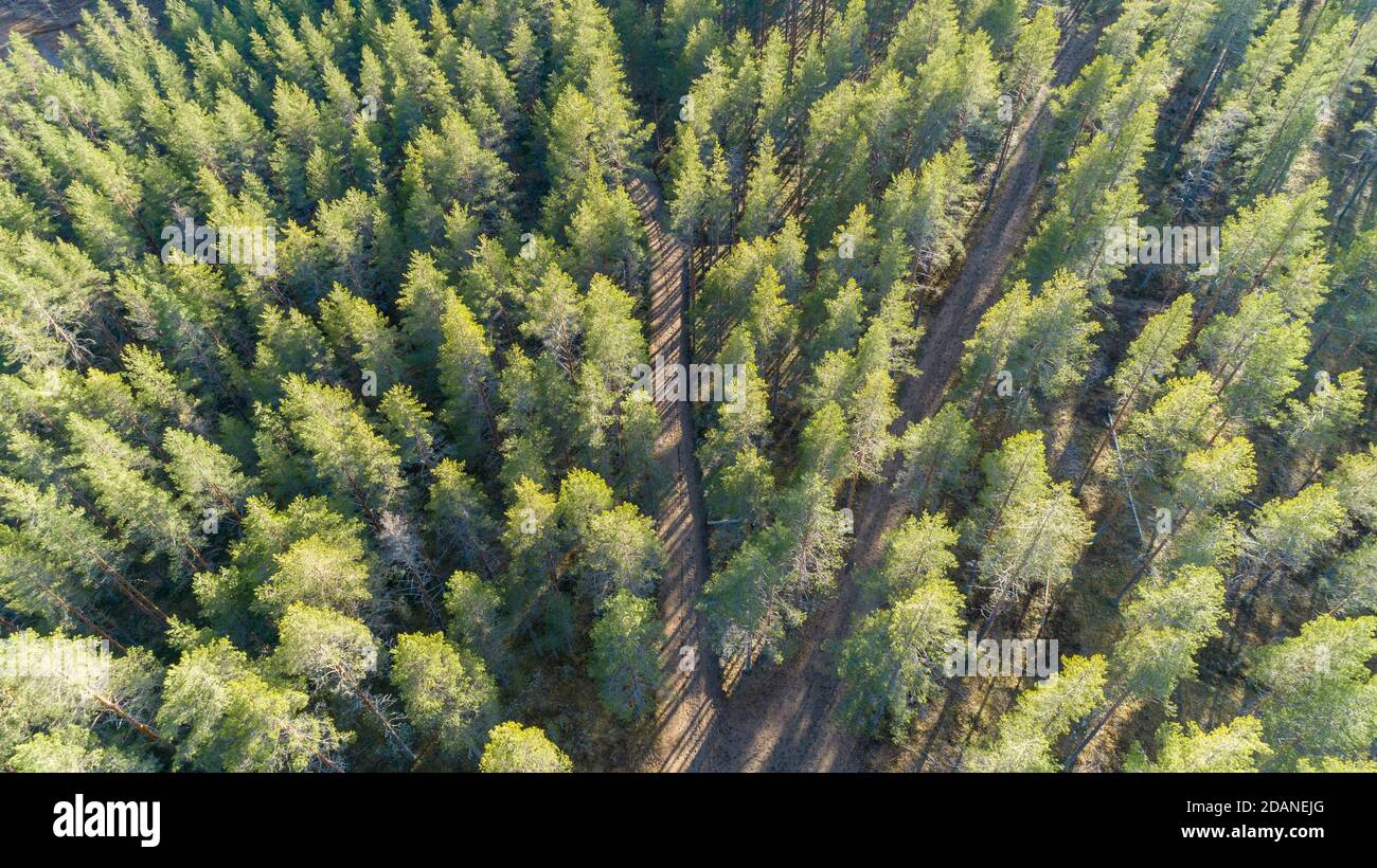 Vista aerea delle strade di disboscamento nella foresta europea di taiga in età glaciale esker , che cresce prevalentemente di pini ( pinus sylvestris ) Lintharju Finlandia Foto Stock