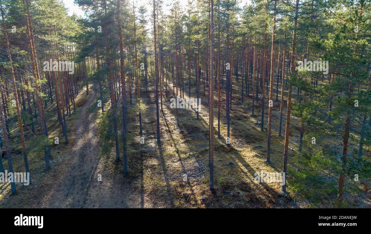 Veduta aerea della foresta di taiga europea assottigliata in età glaciale esker , che cresce prevalentemente di pini ( pinus sylvestris ) , Lintharju Finlandia Foto Stock