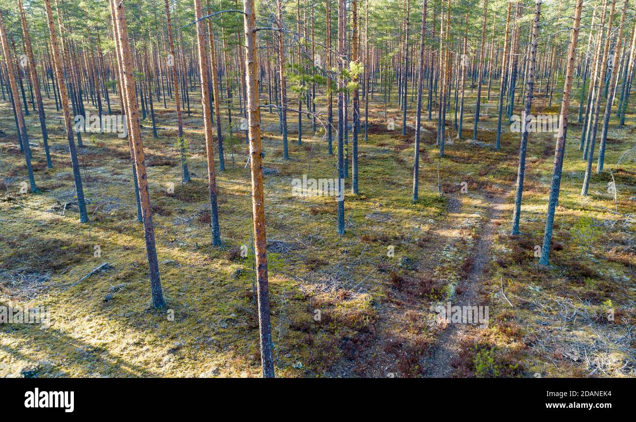 Veduta aerea della foresta di taiga europea assottigliata in età glaciale esker , che cresce prevalentemente di pini ( pinus sylvestris ) , Lintharju Finlandia Foto Stock