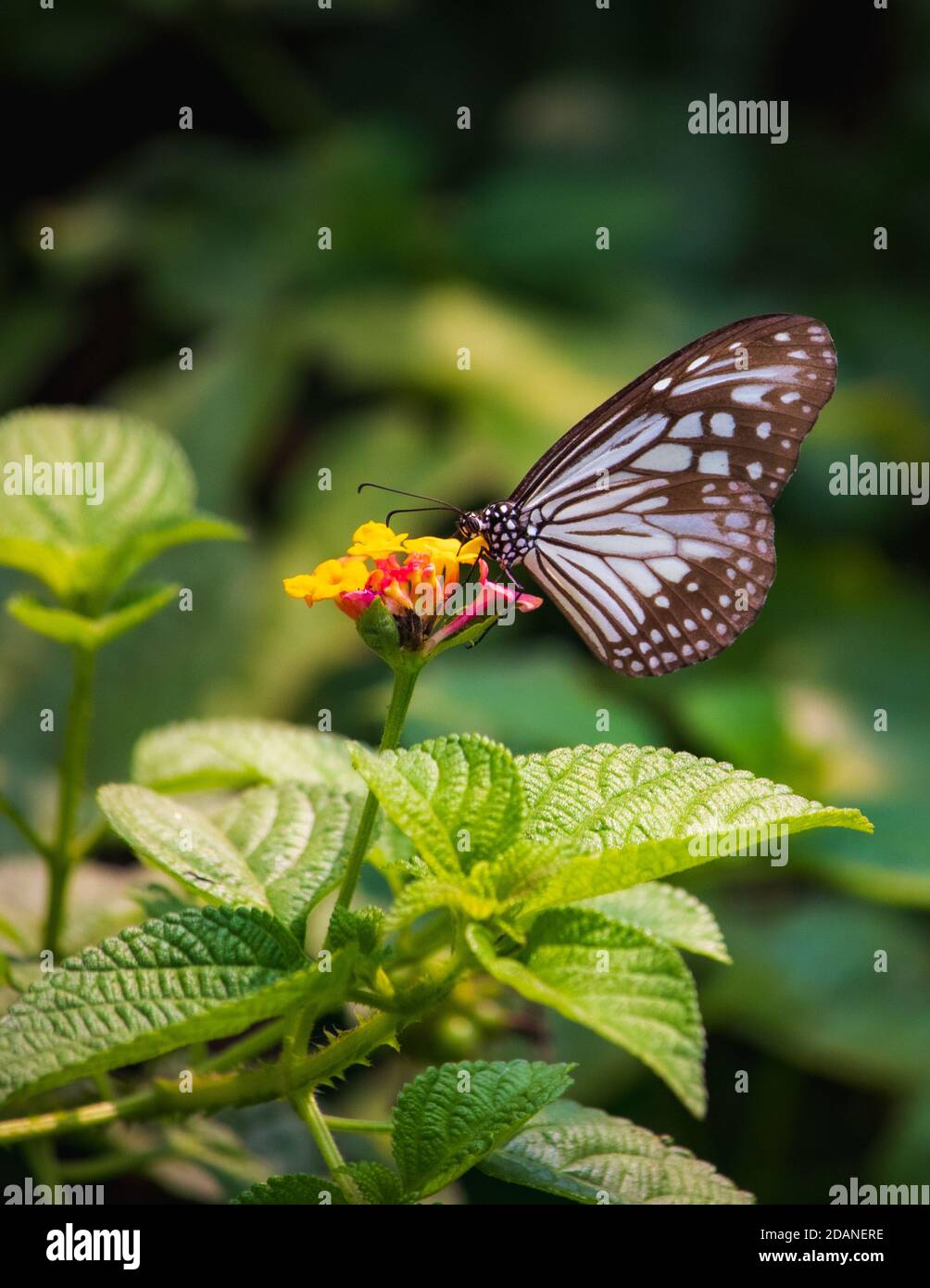 Bel primo piano di una Blue Glassy Tiger Butterfly alimentazione miele in un fiore giallo con sfondo verde sfocato Foto Stock