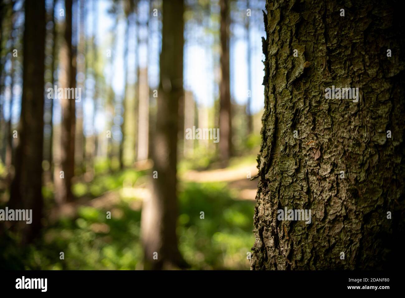 albero nei boschi con fuoco selettivo Foto Stock