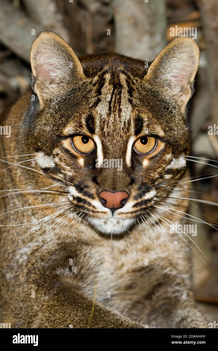 ASIAN GOLDEN CAT O TEMMINK'S CAT catopuma temmincki, ritratto di adulto Foto Stock