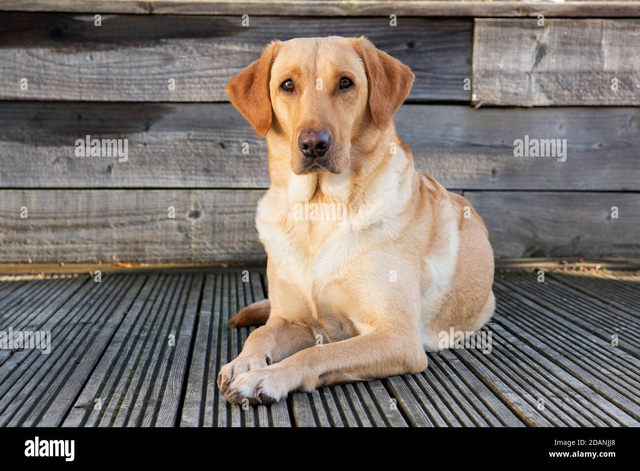 Cane Labrador giallo e cucciolo di cinque settimane Foto Stock