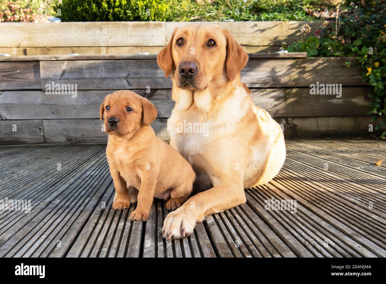 Cane Labrador giallo e cucciolo di cinque settimane Foto Stock