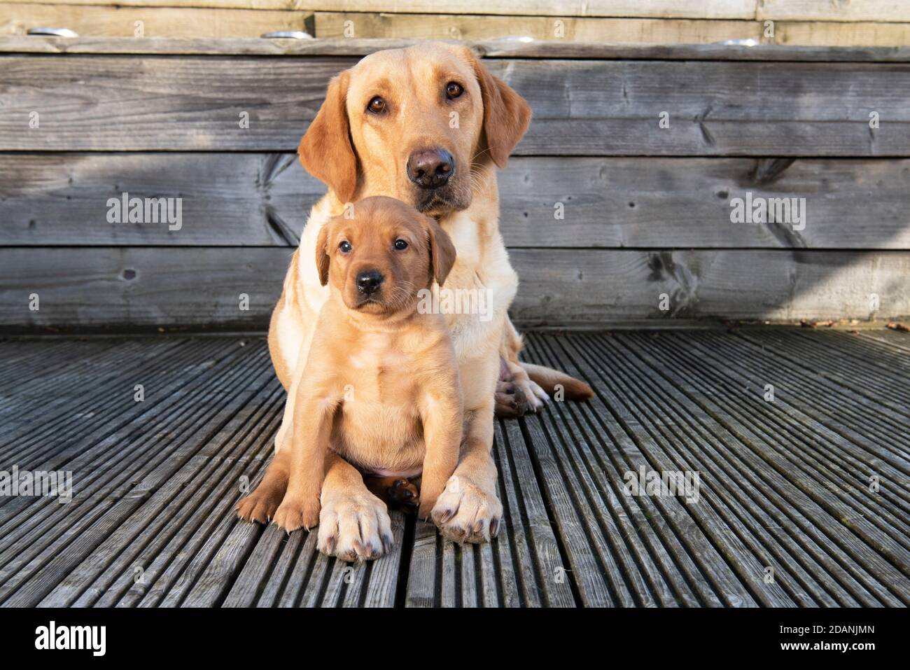 Cane Labrador giallo e cucciolo di cinque settimane Foto Stock