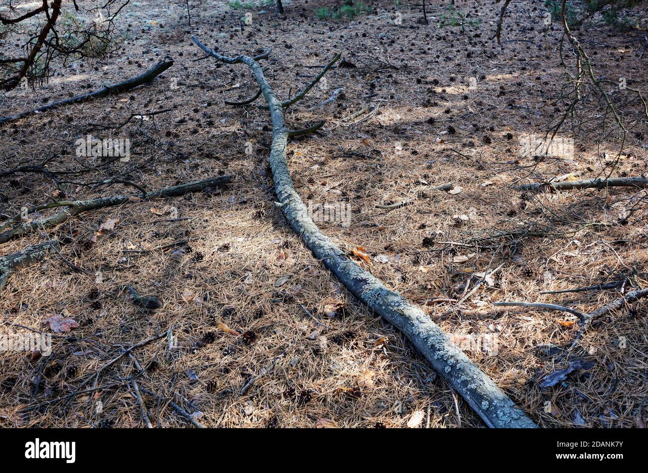 Ramo di albero sulla terra in foresta di conifere. Primo piano di aghi e coni a sottobosco Foto Stock