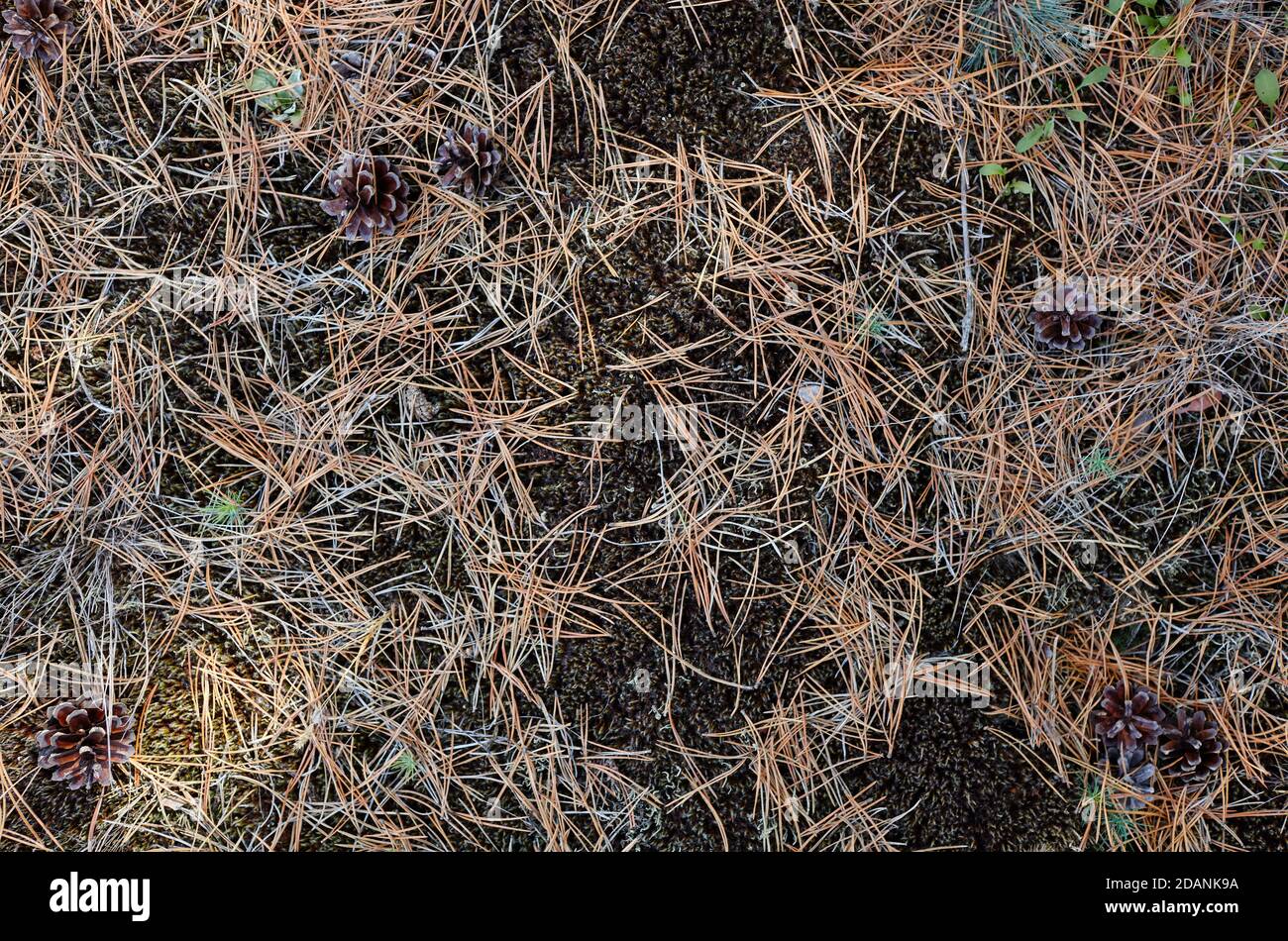 Aghi di pino a terra, vista dall'alto. Primo piano di aghi e coni a sottobosco Foto Stock