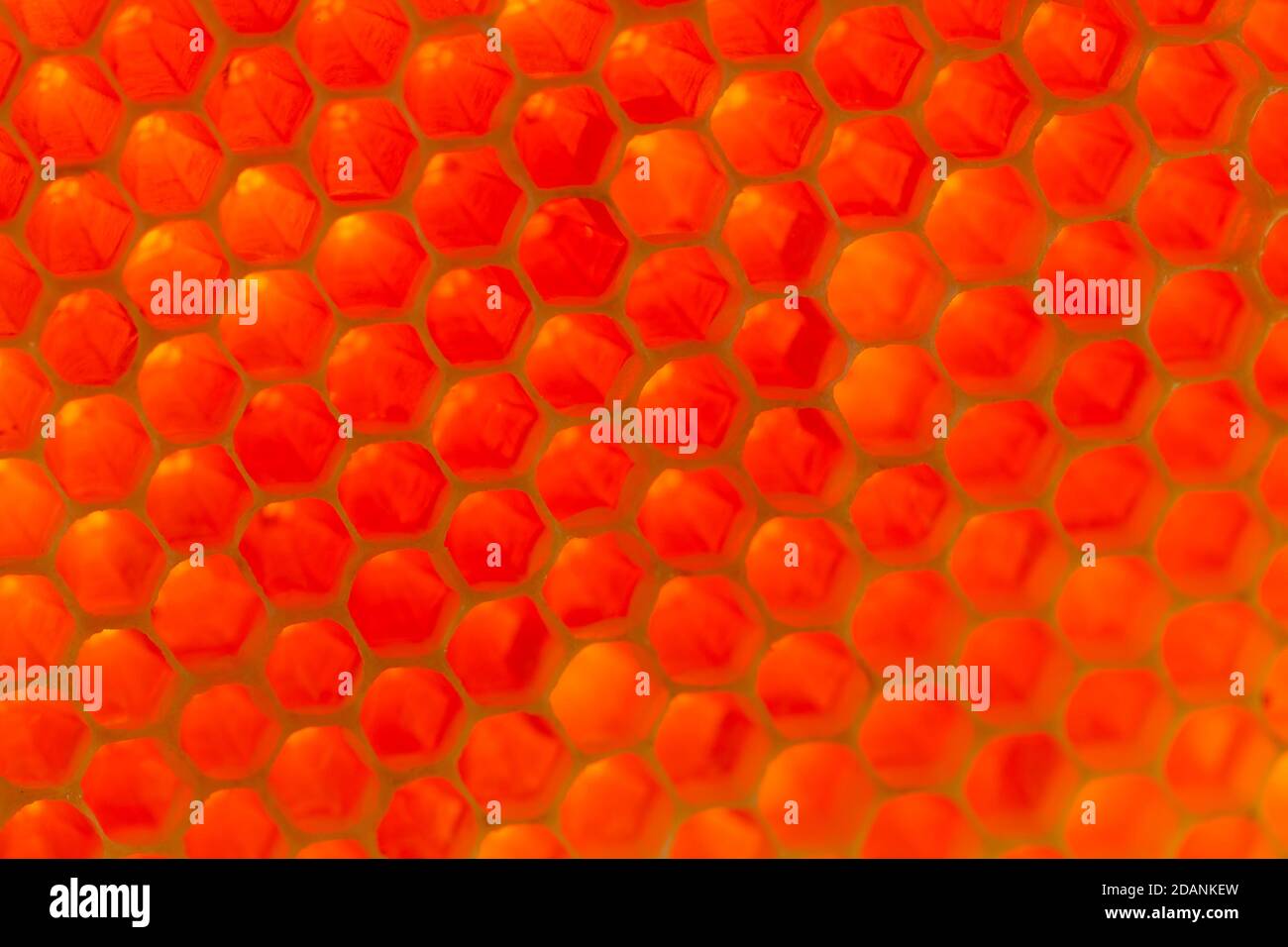 Miele organico grezzo in un pettine - primo piano shot Foto Stock