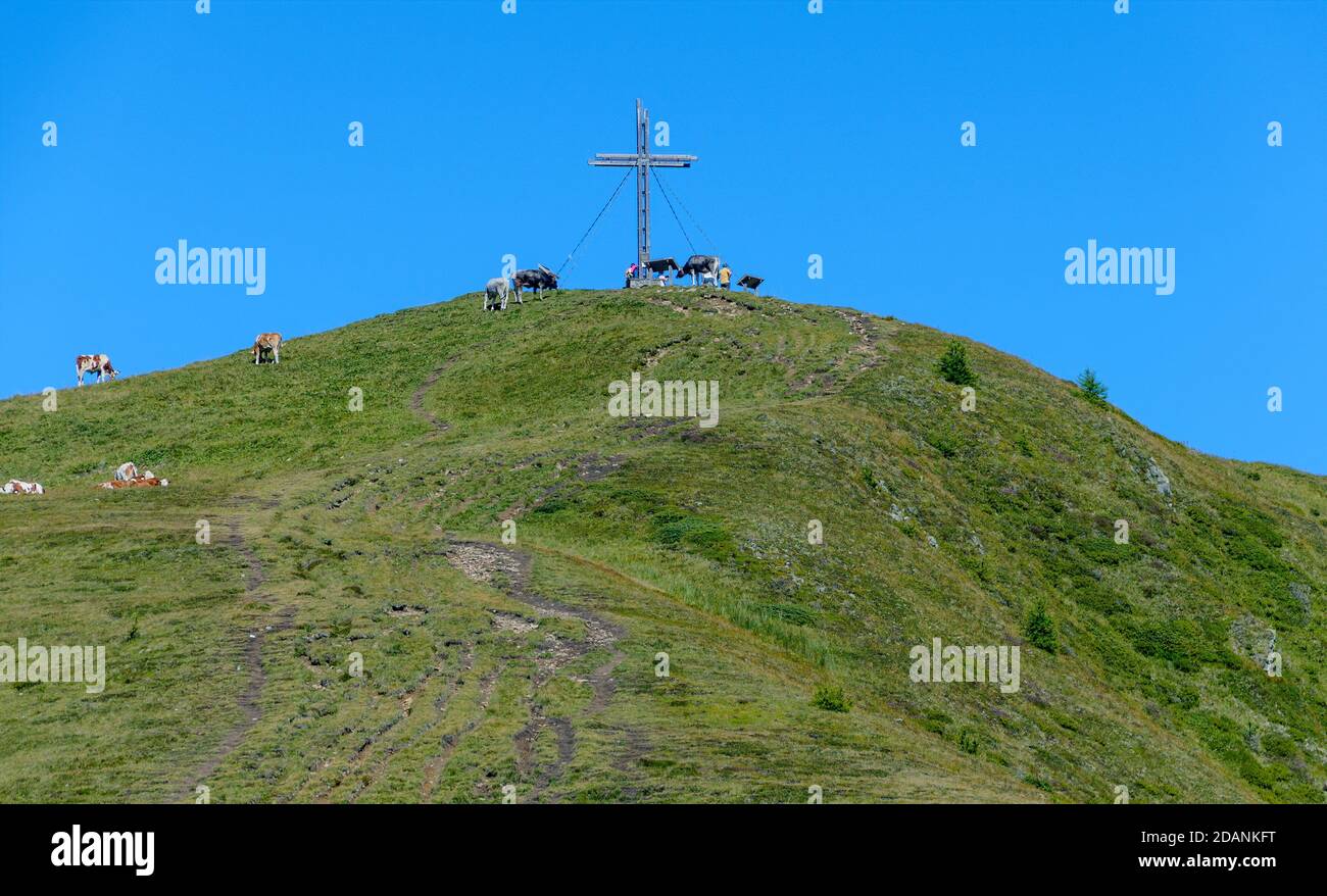 Tori giovani sulla cima del Golzentip montagna intorno alla croce di cima a Tirolo orientale, Austria Foto Stock
