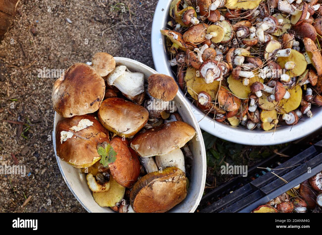 Funghi Boletus e Suillus sporchi e non pelati in secchio. Raccolta di funghi selvatici nella foresta d'autunno. Vista dall'alto Foto Stock