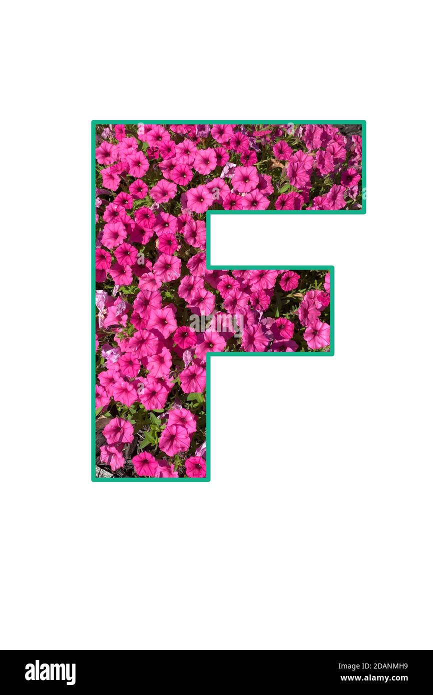 Elegante lettera F testo tipografia carattere scritta simbolo grafico colorato naturale primavera magenta rosa petunia fiori elemento interno profilo elegante gre Foto Stock
