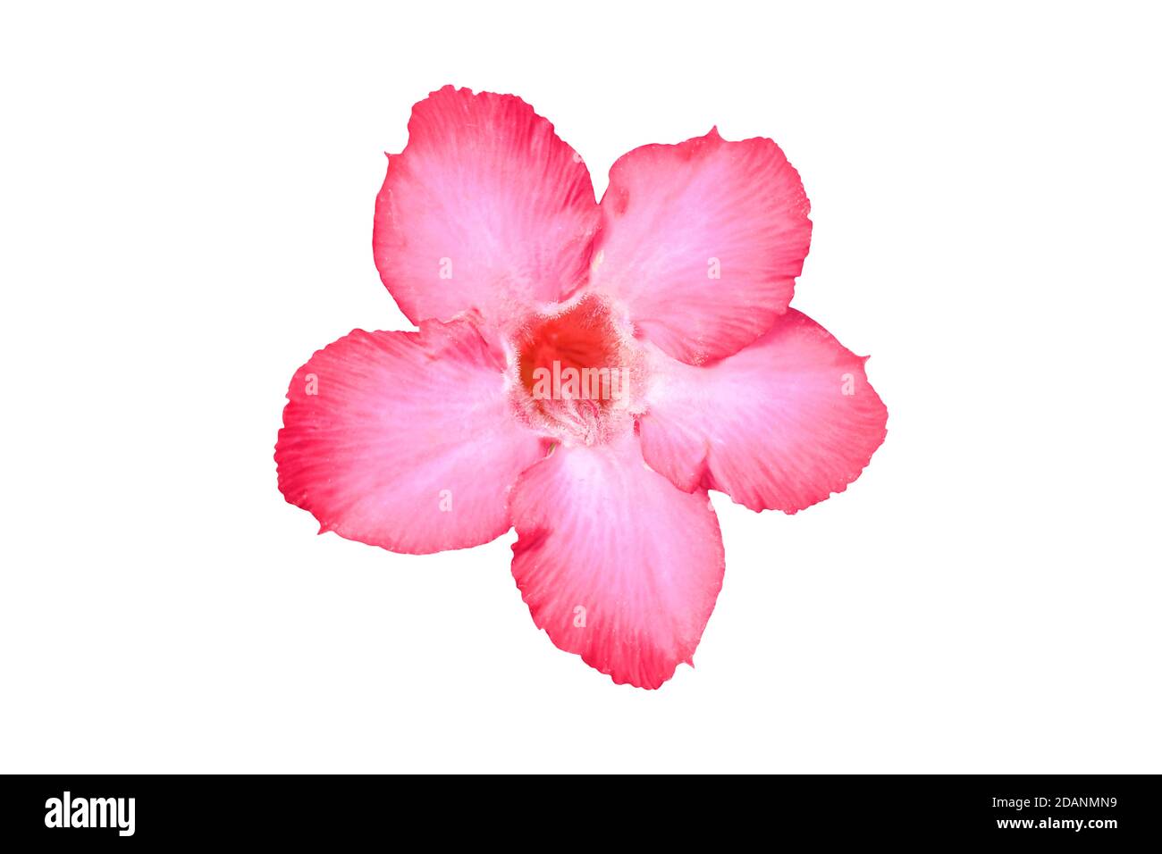 Tropical Adenium fiore rosa isolato su sfondo bianco. Con ritaglio percorso. Foto Stock
