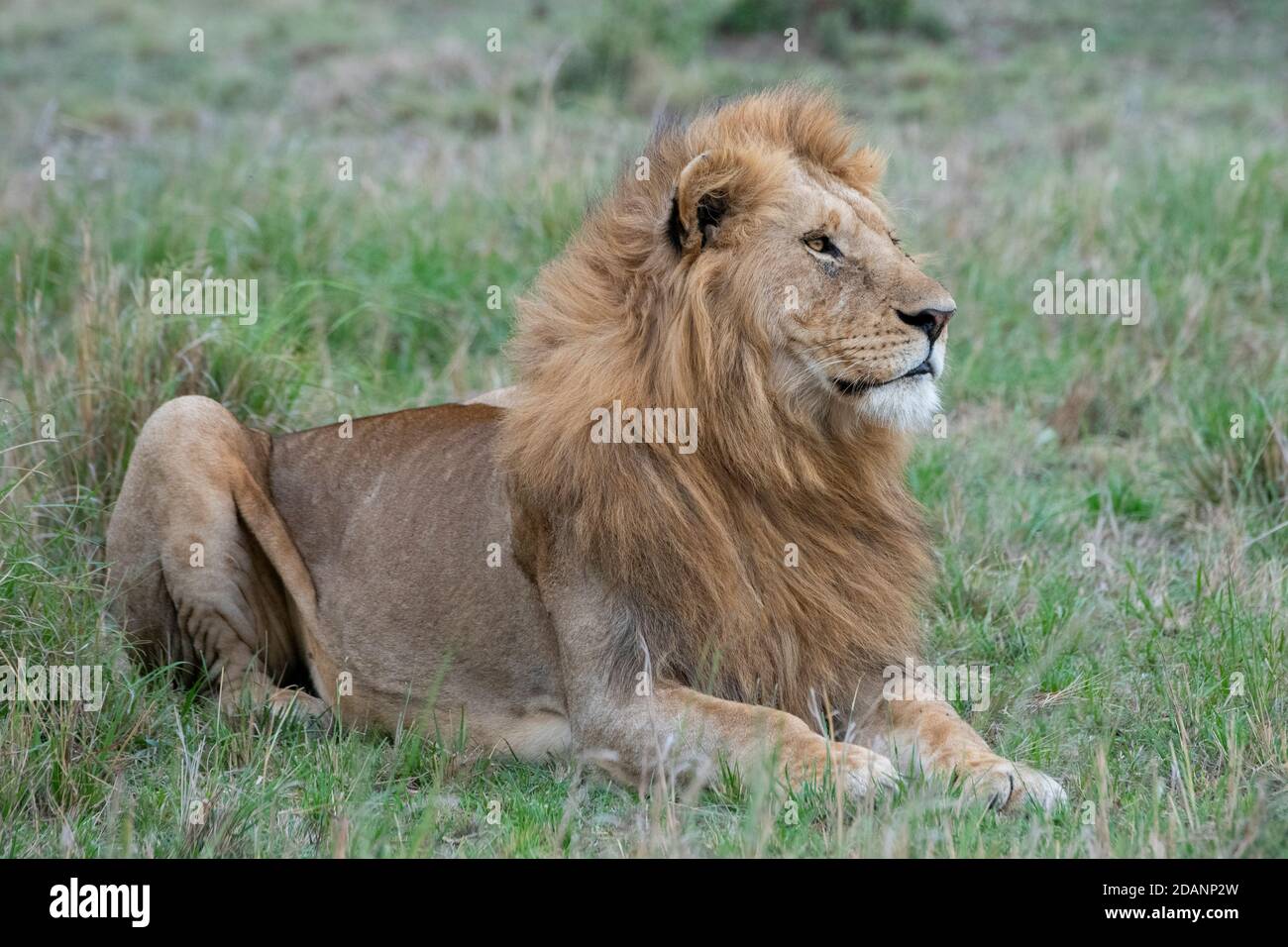 Africa, Kenya, Serengeti Settentrionali, Maasai Mara. Lone leone maschio (SELVAGGIO: Panthera leo) in habitat erboso. Foto Stock