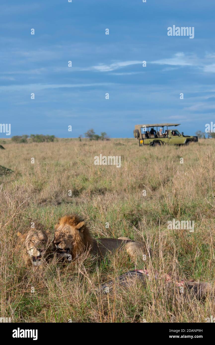 Africa, Kenya, Serengeti Settentrionali, Maasai Mara. Leoni maschi sull'uccisione (SELVATICO: Panthera leo) vicino jeep safari. Foto Stock