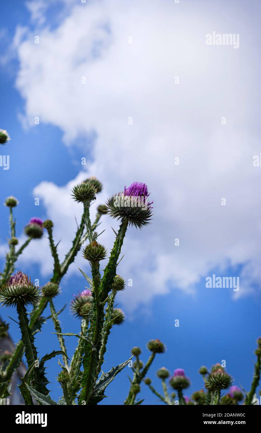 Il thistle fiorisce su uno sfondo di cielo blu e nuvola bianca. Prato e fiori selvatici di una pianta. Bellezza in colori vivaci. Spazio di copia per il testo. Foto Stock