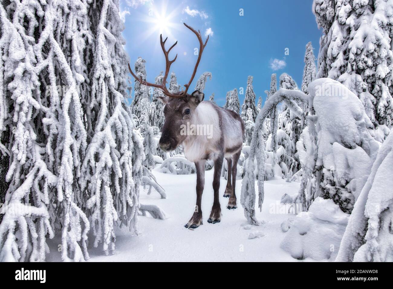 Renna nella favolosa foresta invernale di Rovaniemi, Lapponia, Finlandia Foto Stock