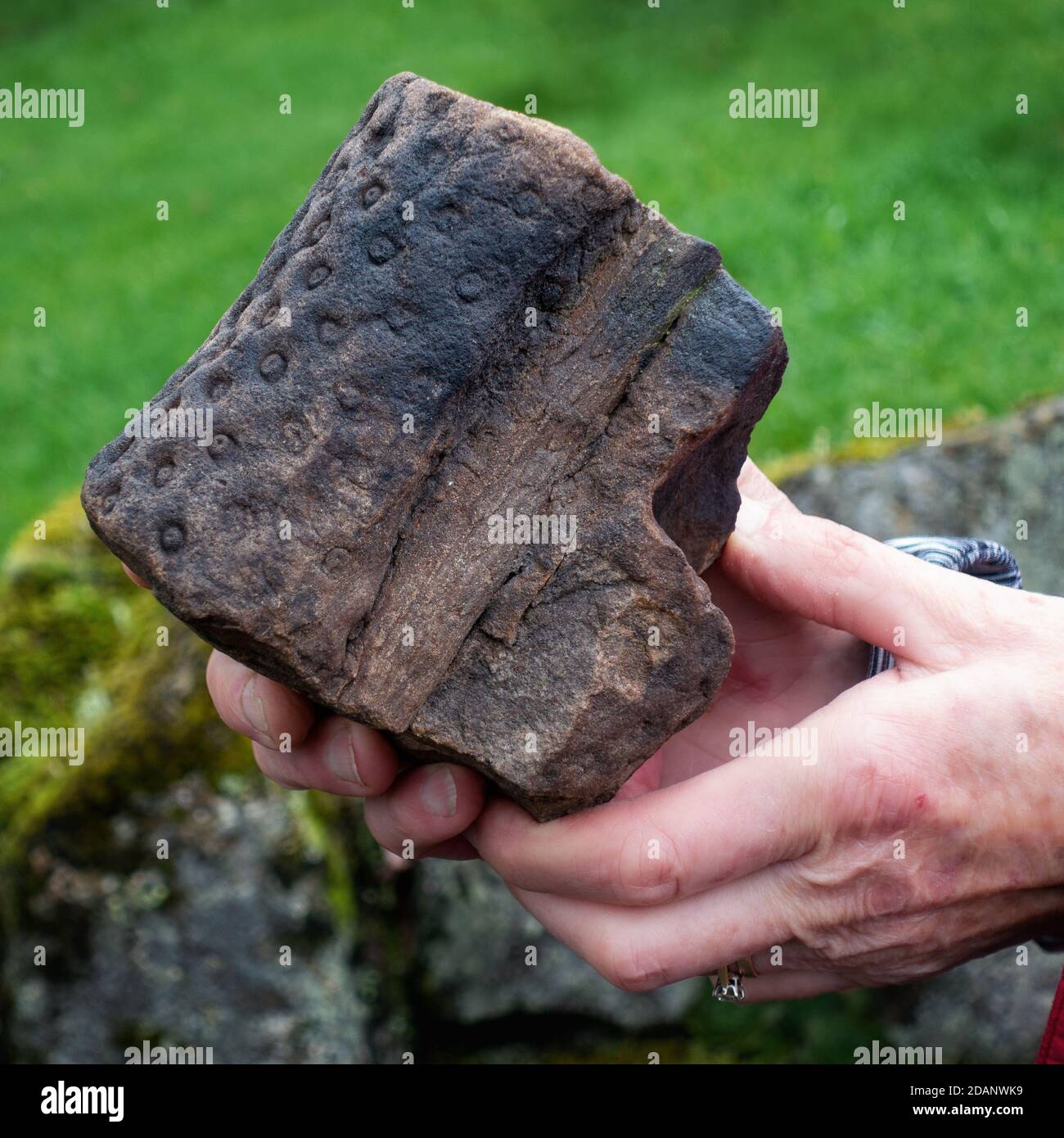 Persona che detiene un antico fossile carbonifero estinto - fossile grande trovato in un muro di pietra nello Yorkshire: Un geologo locale ha dato queste informazioni: 'La radice con il suo modello di rootlet è conosciuto come Stigmaria e forse da un Lepiodendron o Sigilaria albero. Si può anche vedere il ‘pith' che sarebbe stato al centro della radice. Un esemplare molto bello, vale la pena di tenere.' Foto Stock