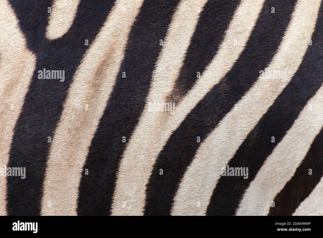 primo piano strisce di vera pelle di zebra. natura fauna animale sfondo e texture concetto. Foto Stock