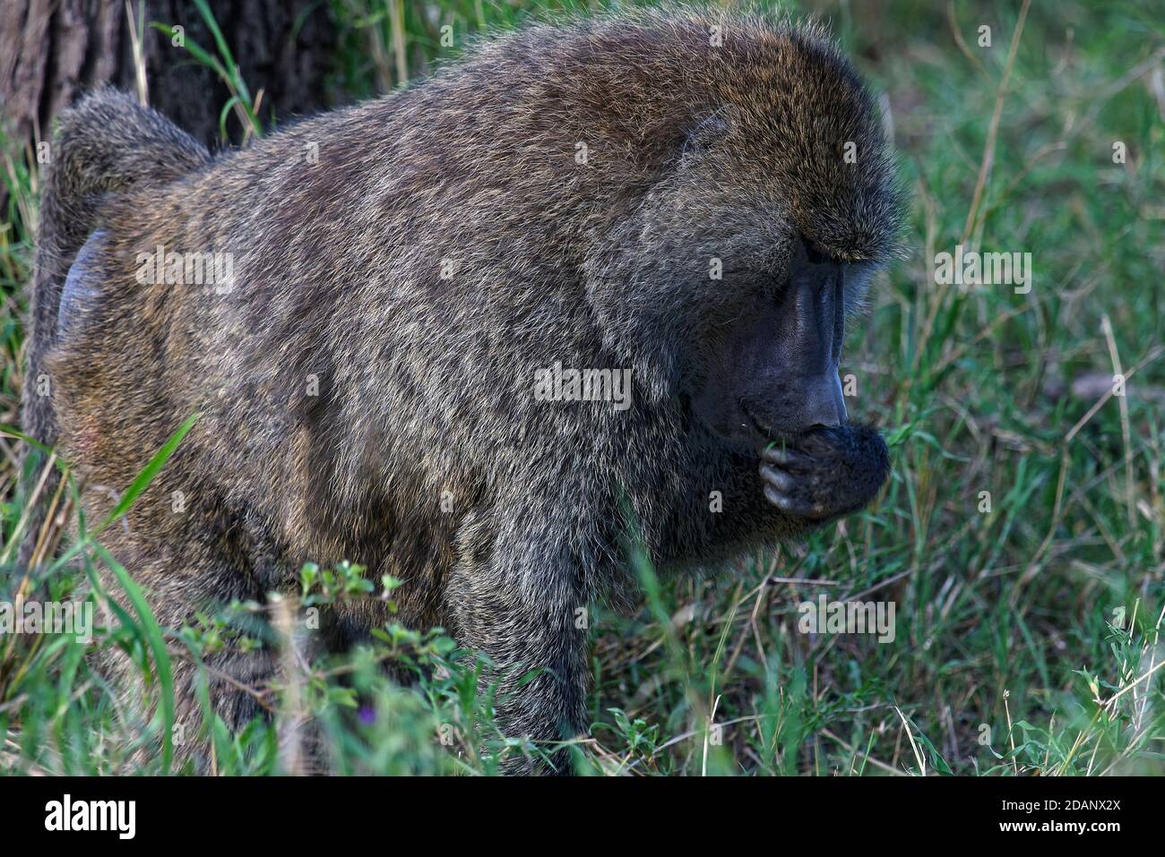 Baboon di olive, scimmia del Vecchio mondo, primate, fauna selvatica, animale, natura, mano alla bocca, movimento, Papiocynocephalus anubis, Parco Nazionale di Serengeti, Tanzania, Foto Stock