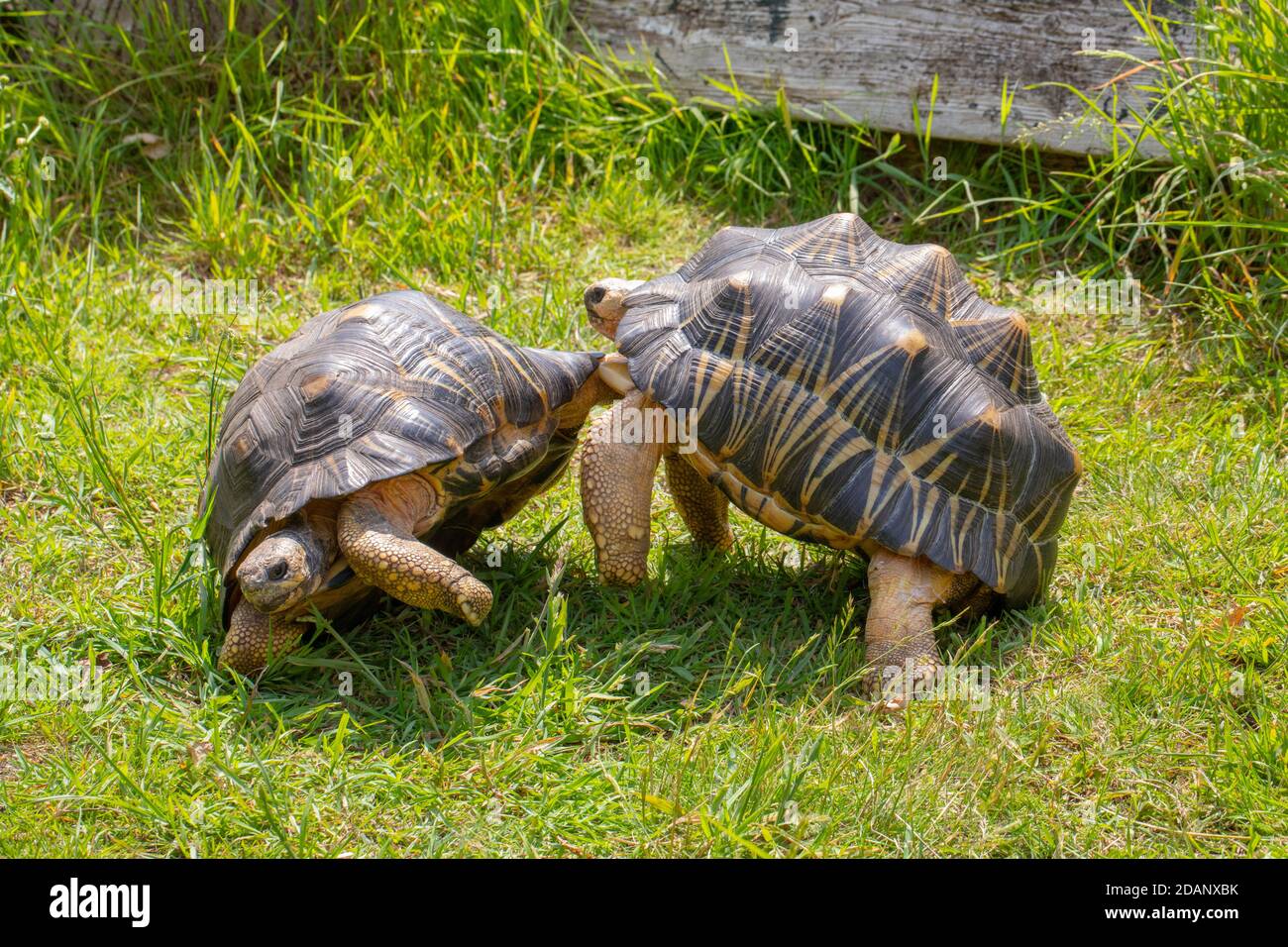 Tartarughe irradiate (Astrochelys radiata). Due maschi in combattimento, jouting, per la dominanza. Si noti l'uso dei gulars anteriori sporgenti del trastron, o un Foto Stock