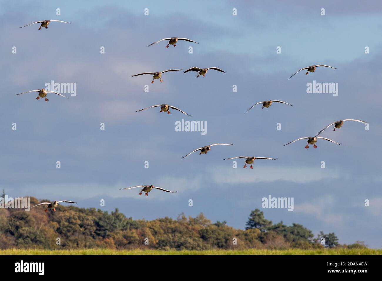 Fauna selvatica del Regno Unito: Gregge di oche greylag (Anser anser) con i piedi giù, che entrano in terra a RSPB Snettisham, Norfolk Foto Stock