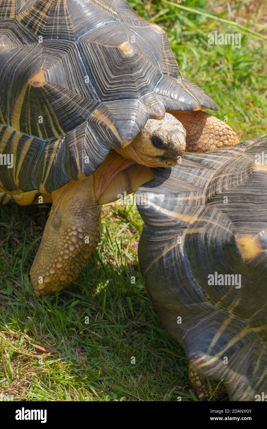 Tartarughe irradiate (Astrochelys radiata). Maschi, adulti, rivali, maschi combattivi. Sta per usare la gulare, i due più frontali, il trastrone, le lamine, per ariare e. Foto Stock