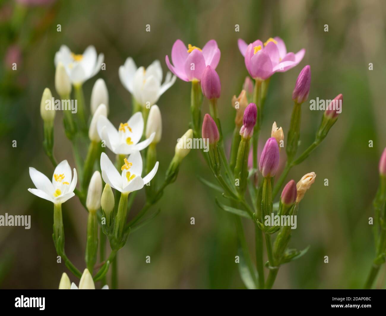 Centaury comune (Centaurium erythraea), le larches, Kent Wildlife Trust, Regno Unito Foto Stock