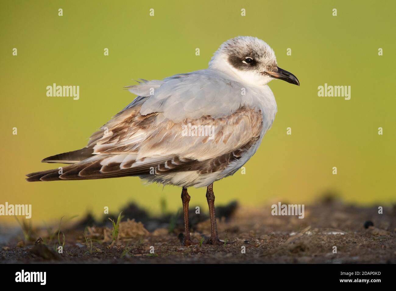 Gabbiano mediterraneo (Ichthyaetus melanocephalus), giovane in piedi sul terreno, Campania, Italia Foto Stock