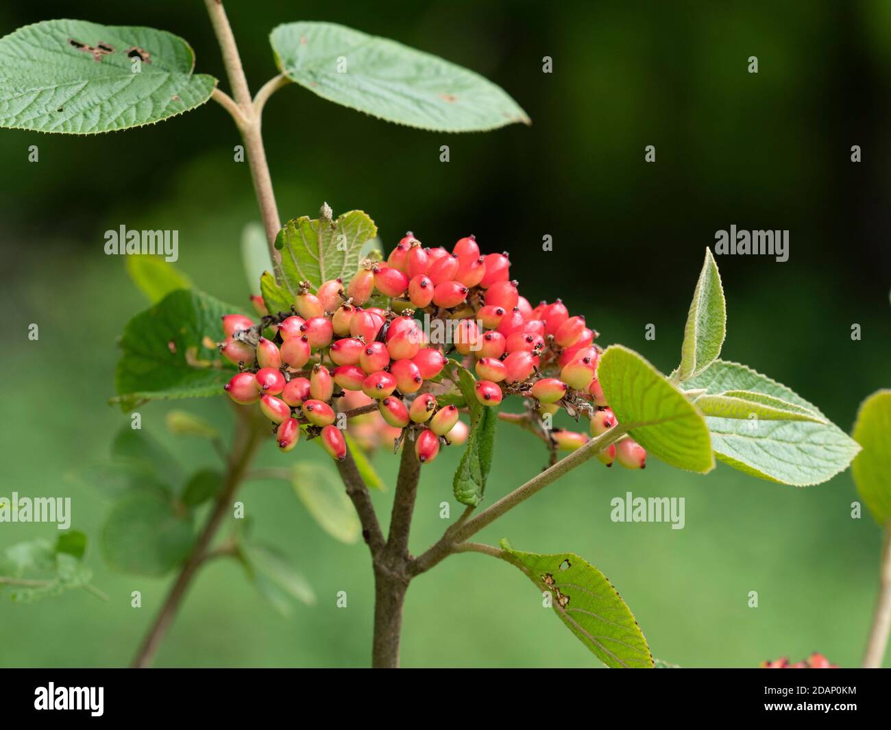 Bacche di Wayfaring Tree (Viburnum lantana), le larches, Kent Wildlife Trust, Regno Unito Foto Stock