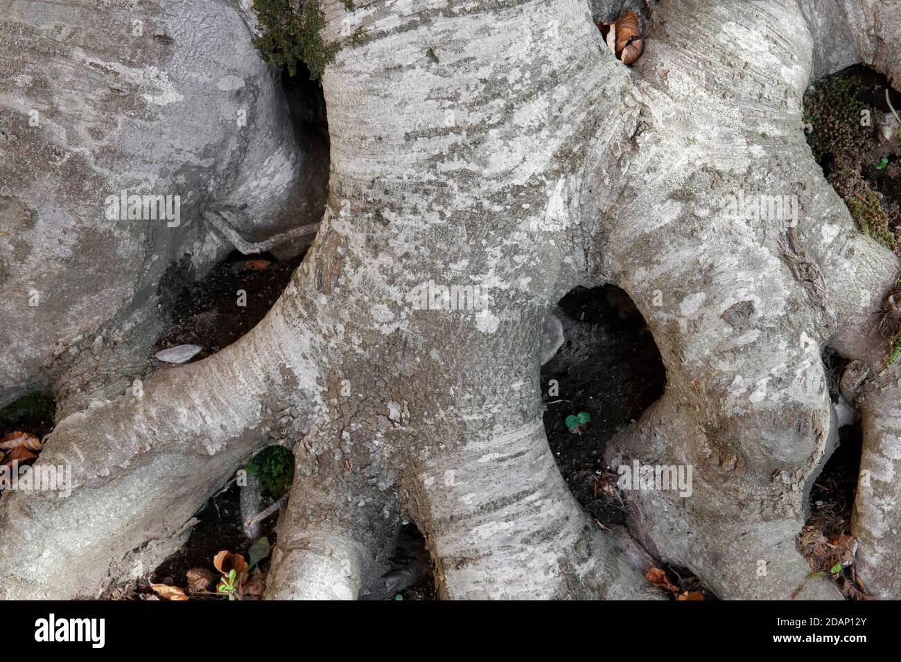Faggi europei (Fagus sylvatica), primo piano della parte inferiore del tronco, Campania, Italia Foto Stock