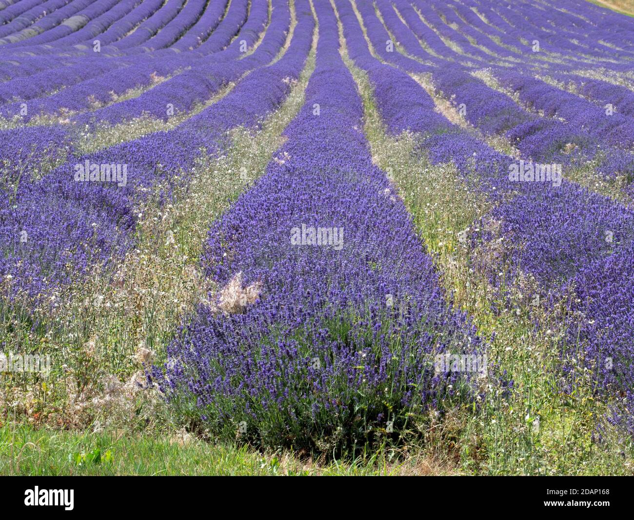 Campi di lavanda (Lavandula sp), Castle Farm, North Kent Downs, Regno Unito Foto Stock