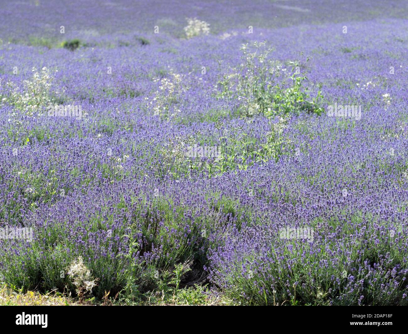 Campi di lavanda (Lavandula sp), Castle Farm, North Kent Downs, Regno Unito Foto Stock