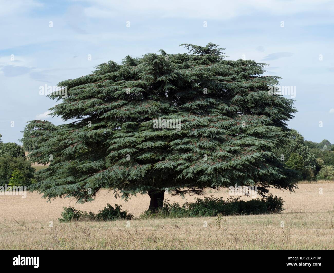 Cedar Tree (Pinaceae sp) Lullingstone Country Park, Kent UK Foto Stock