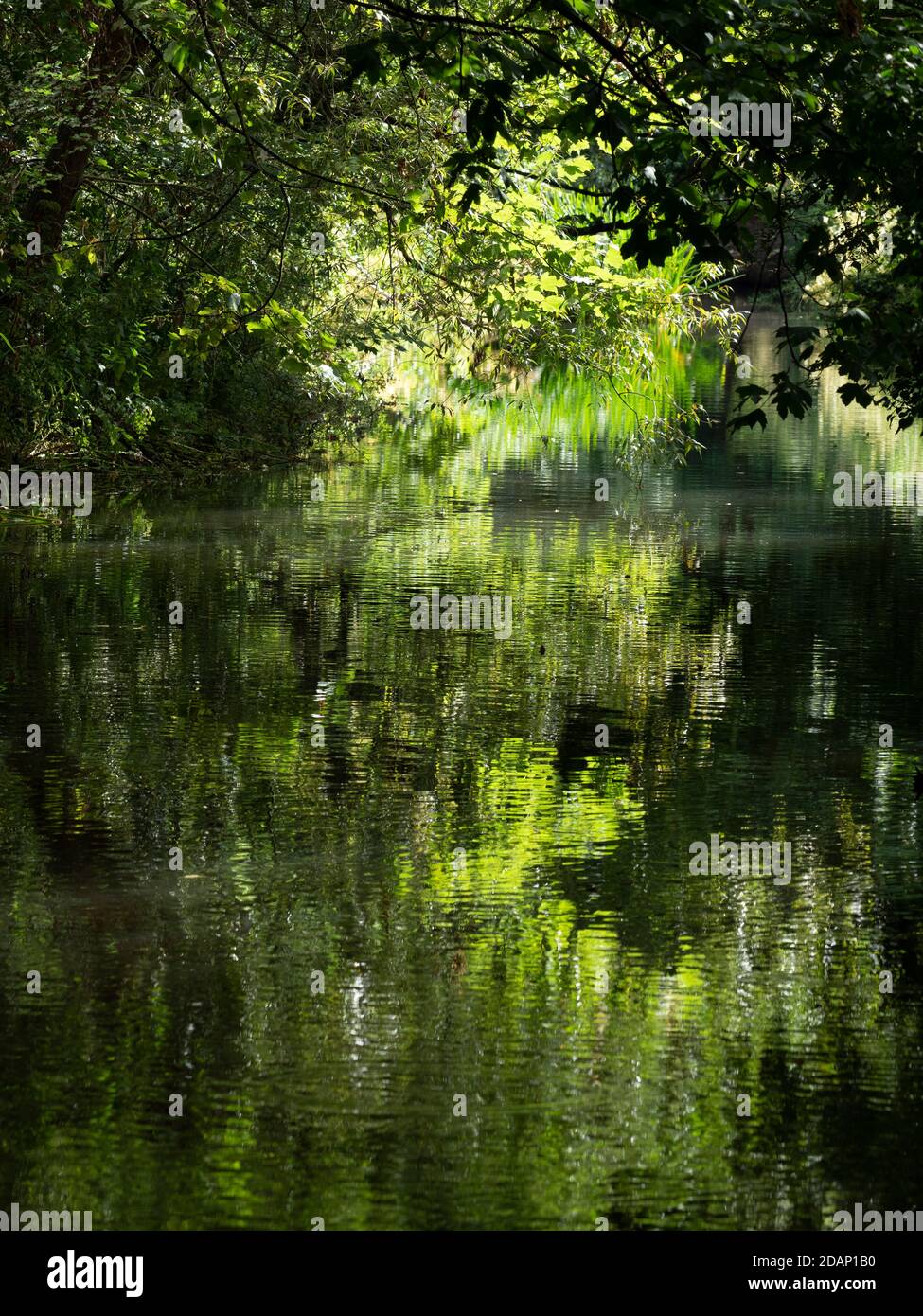 Fiume Darent e alberi, Lullingstone Country Park, Kent UK Foto Stock