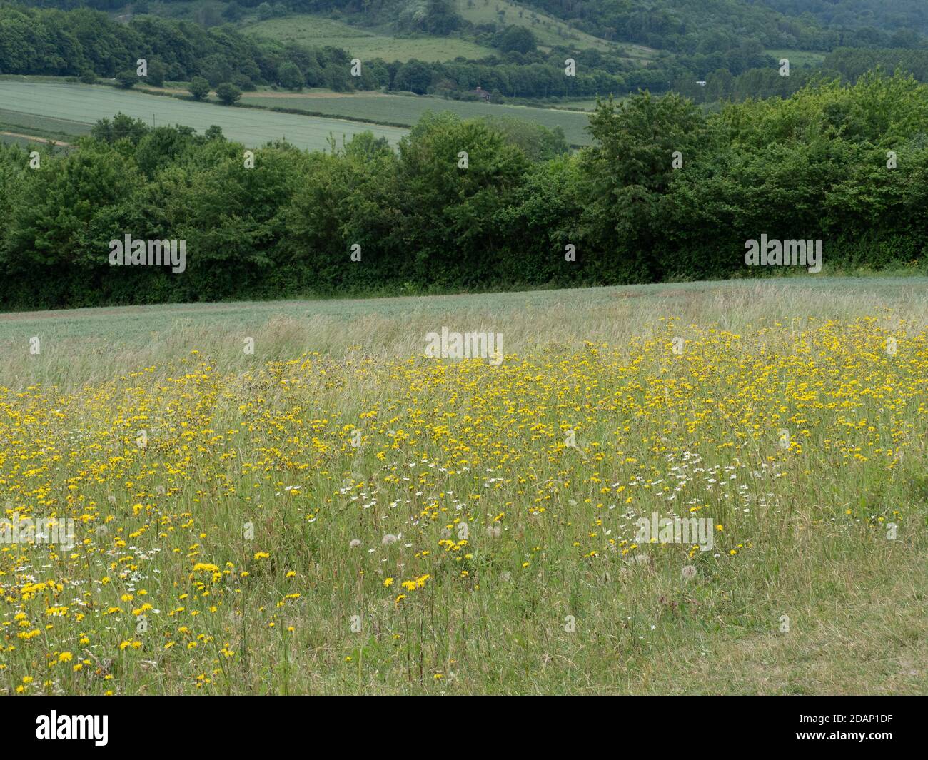 Chalk prato prato, Lullingstone Country Park, Kent UK Foto Stock