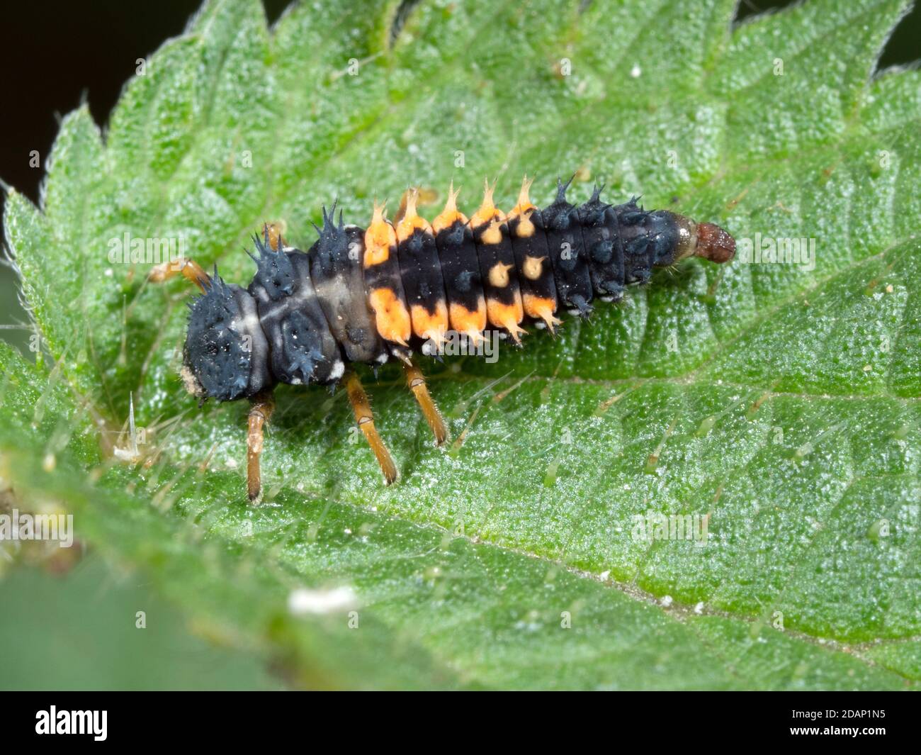 Harlequin ladybird larva (Harmonia axyridis), Lullingstone Country Park, Kent UK Foto Stock