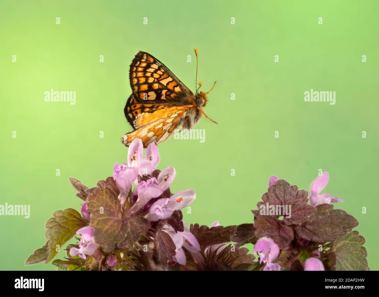 Marsh Fritillary Butterfly, (Euphydryas aurinia), volo, Kent UK, in volo, tecnica flash ad alta velocità Foto Stock