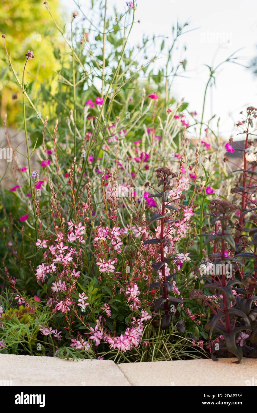 Gaura lindheimeri 'Rosyjane' o ‘Rosy Jane', in fiore, in un letto da giardino misto cottage Foto Stock