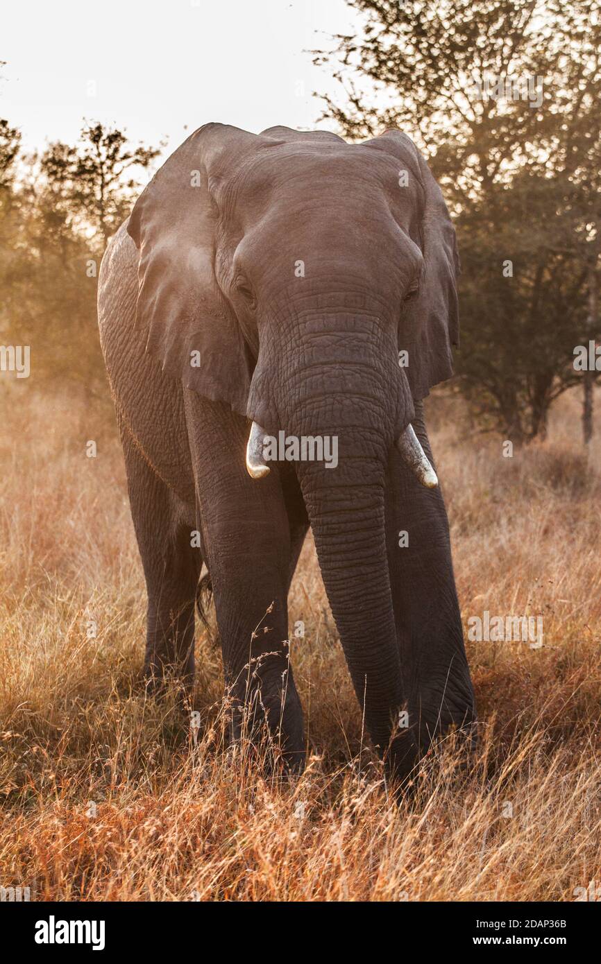 Primo piano su elefante, Loxodonta africana, Kruger National Park Foto Stock