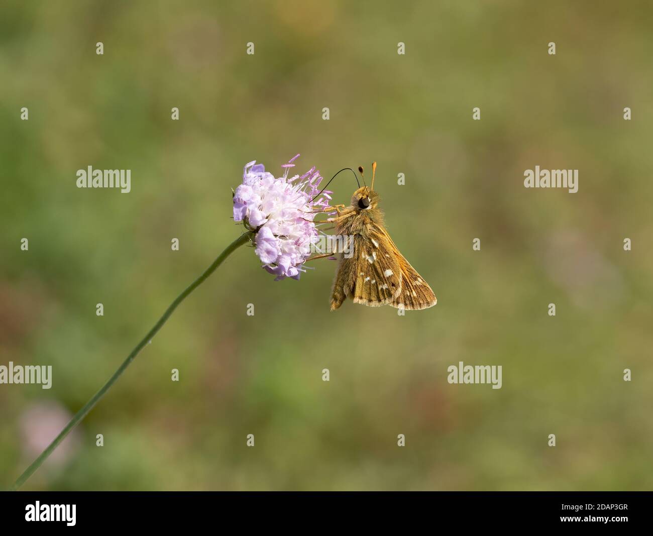 Farfalla dello skipper argentata (Hesperia comma), nectaring on Devil's bit scabious (Succisa pratensis), Queensdown Warren, Kent Wildlife Trust, UK Foto Stock